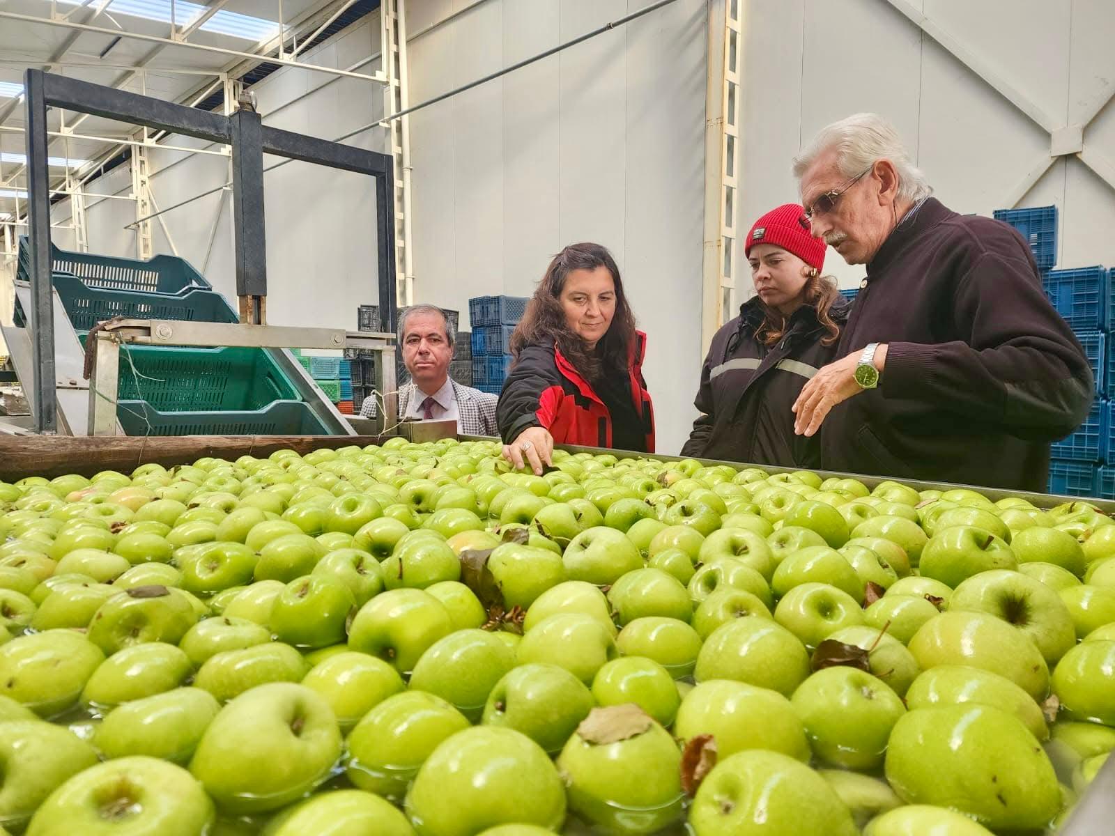 15 BİN TON KAPASİTELİ, MEYVE BOYLAMA ÜNİTELİ SOĞUK HAVA DEPOSUNDA İNCELEME