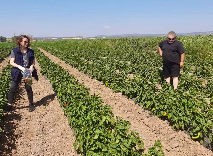 TARIMDAN PESTİSİT DENETİMLERİ