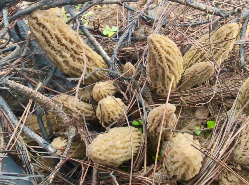 “KUZUGÖBEĞİ MANTARLARINI KORUYALIM” UYARISI