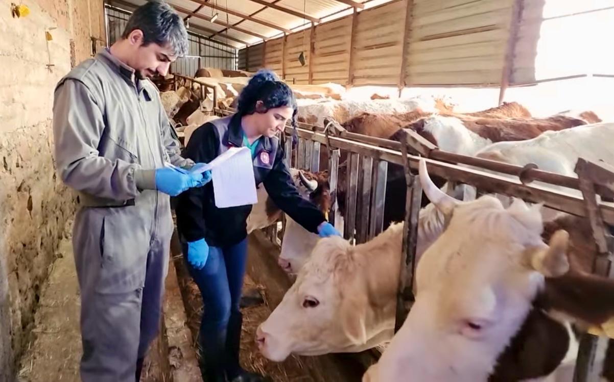 İL GENELİNDE İLKBAHAR DÖNEMİ ŞAP VE BRUCELLA AŞILAMA KAMPANYASI BAŞLADI