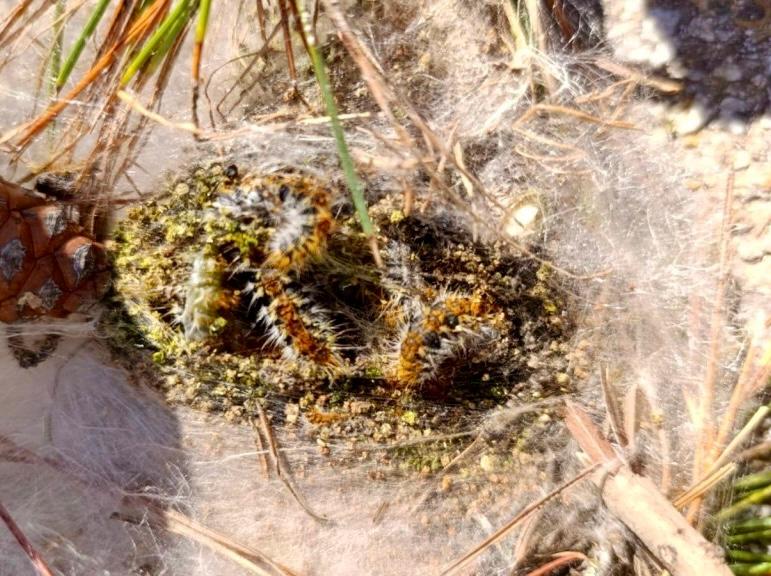 ÇAM KESE BÖCEĞİ İLE MÜCADELE BAŞLATILDI