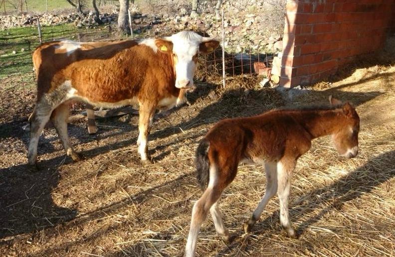 TAYA, İNEK ANNELİK YAPIYOR