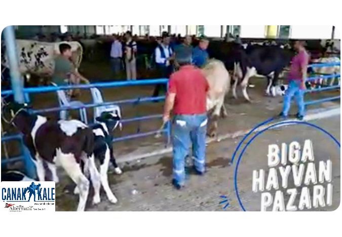 BİGA HAYVAN PAZARINA ÜÇ HAFTALIK “ŞAP” KAPATMASI