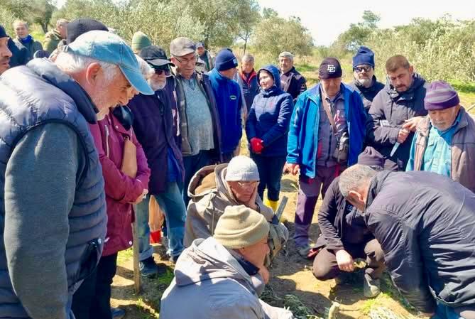 ÜRETİCİLERE UYGULAMALI ZEYTİN BUDAMA VE AŞILAMA EĞİTİMİ