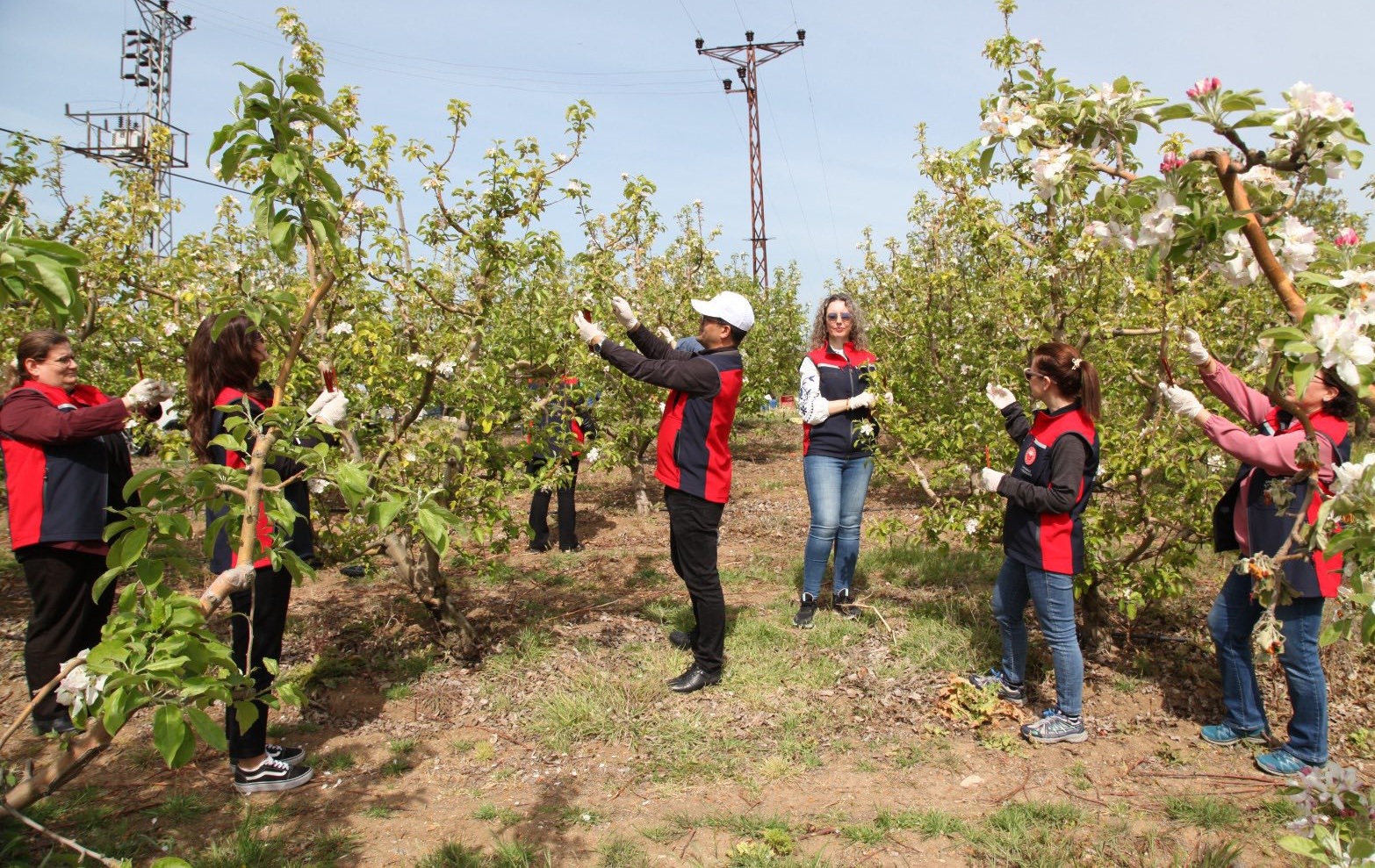 ELMA İÇ KURDUNA KARŞI BİYOLOJİK MÜCADELE