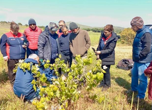 ÜZÜM ÜRETİCİLERİNE BAĞCILIK VE BUDAMA EĞİTİMİ