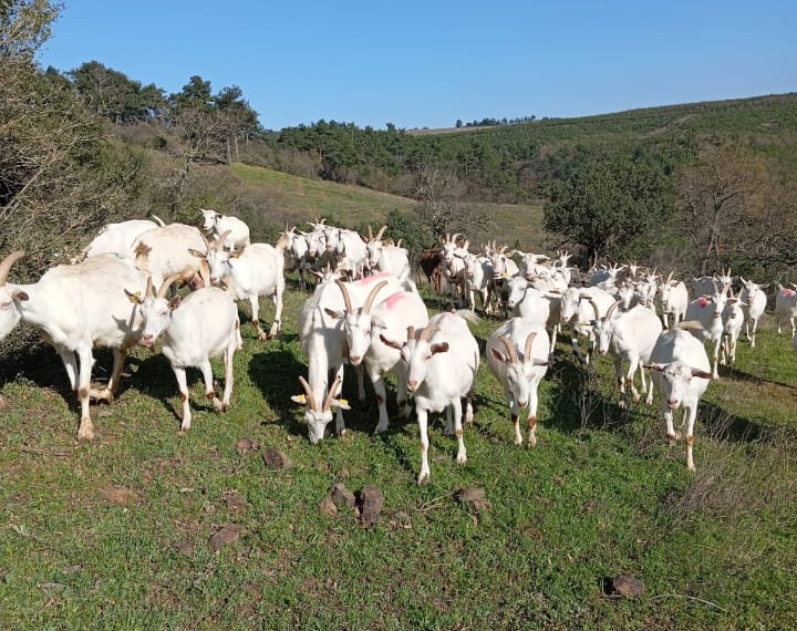 SAĞILIR DURUMDA KEÇİ ARIYORSANIZ İŞTE ADRESİ…