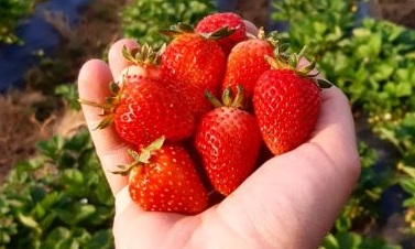KALKIM ÇİLEĞİNİN ÜNÜ TÜM TÜRKİYE’YE ULAŞTI