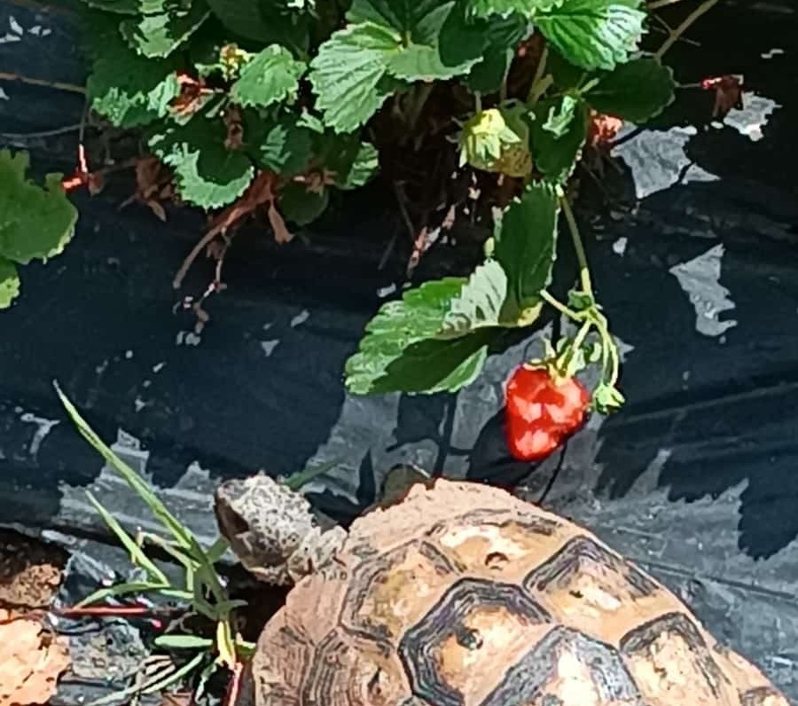 KALKIM ÇİLEĞİNİN TALİPLERİ ÇOK…