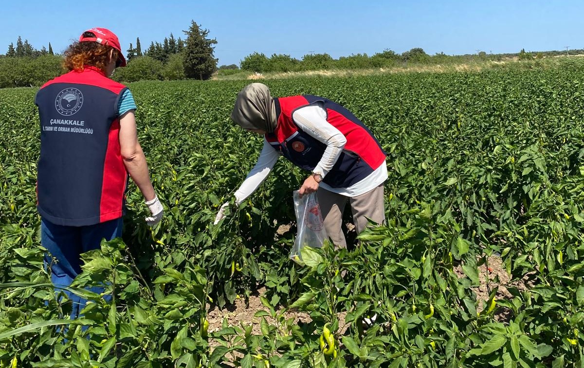 RUHSATLI PESTİSİT KULLANIMININ KONTROLÜ İÇİN NUMUNE ALMA VE ANALİZ ÇALIŞMALARI