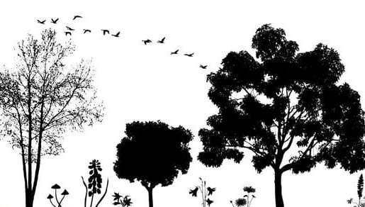 Ağaç ve Ormanın Kutsallığı