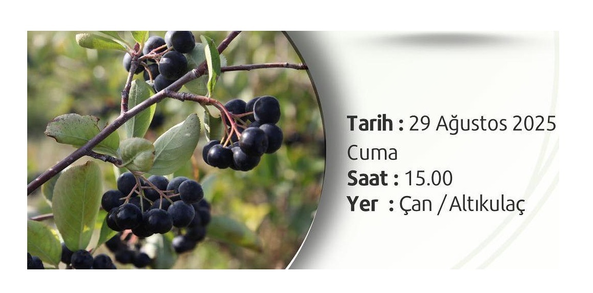 ÇAN’DA ARONYA MEYVESİ HASADI TARLA GÜNÜ YAPILACAK