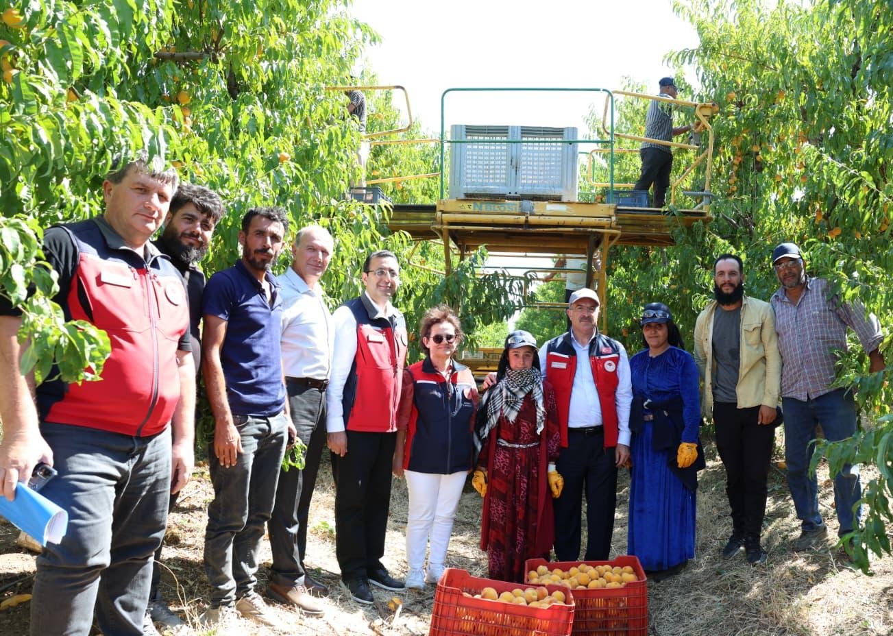 VALİDEN ŞEFTALİ VE NEKTARİN HASADI-VİDEOLU VE FOTOĞRAFLI HABER