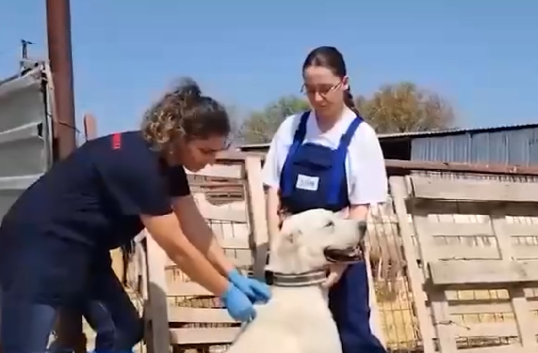 “SÜRÜ KÖPEKLERİNİN KİMLİKLENDİRİLMESİ PROJESİ”, UYGULAMAYA BAŞLANDI-VİDEOLU HABER