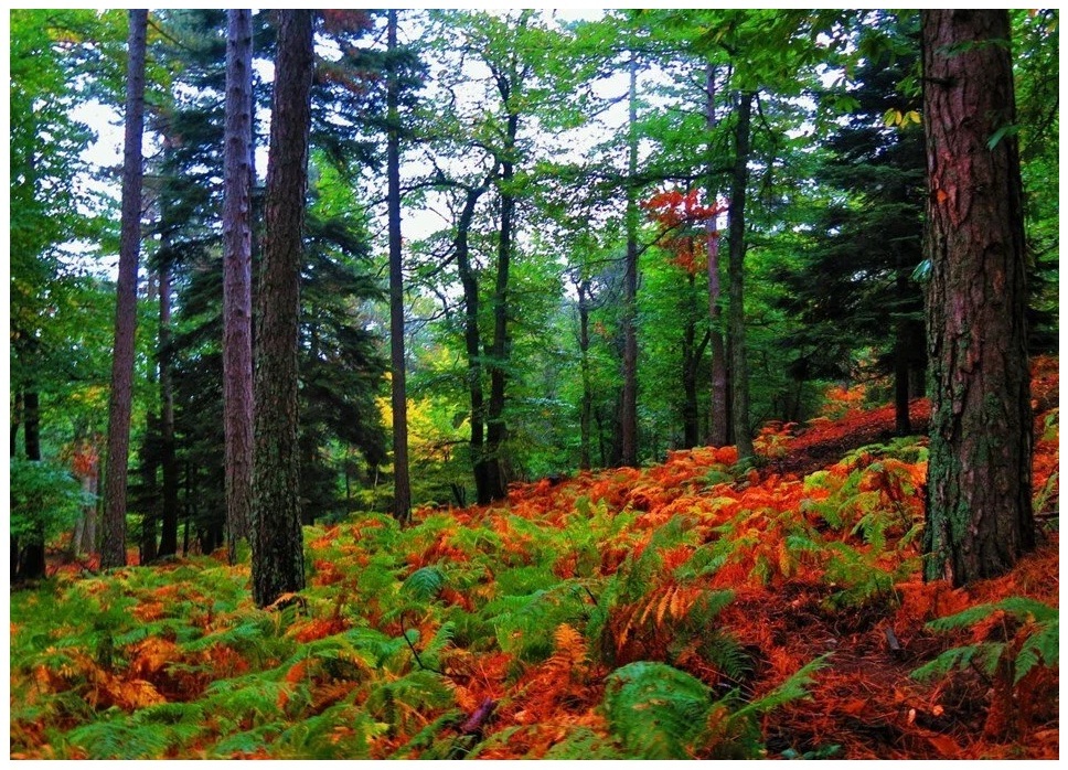 Sonbahar: Doğanın Sessiz Bilgeliği