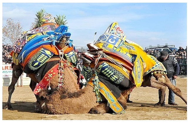 ÜLKE GENELİNDEKİ DEVE GÜREŞLERİ LİSTESİ AÇIKLANDI, ÇANAKKALE’DE SEKİZ GÜREŞ OLACAK…