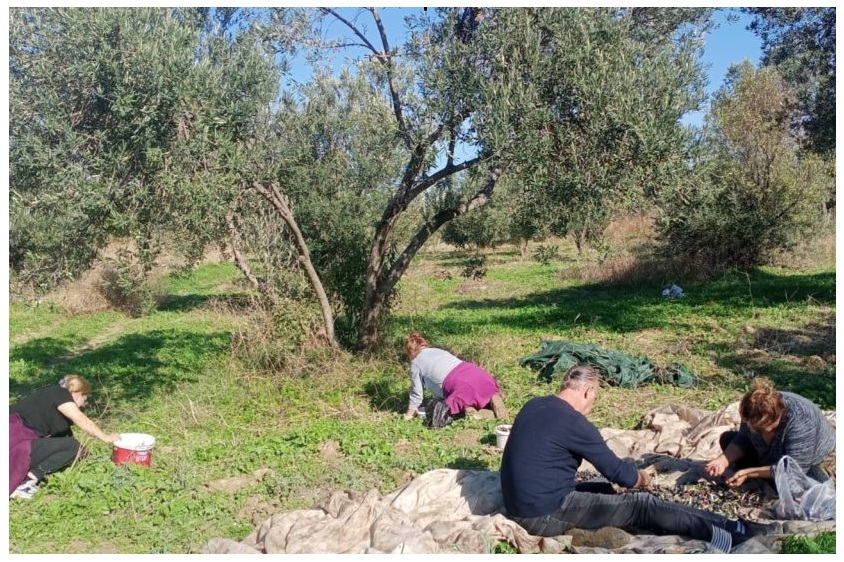 ZEYTİNDE, BU YIL REKOLTE DÜŞÜŞÜ YAŞANIYOR…