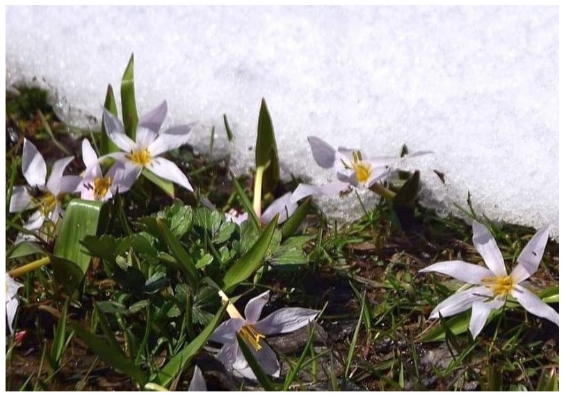 Kışın Son Çırpınışları