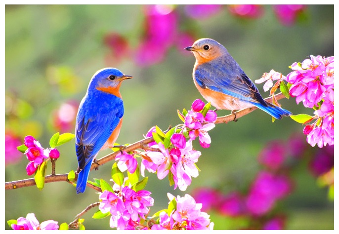 Baharı Karşılamak