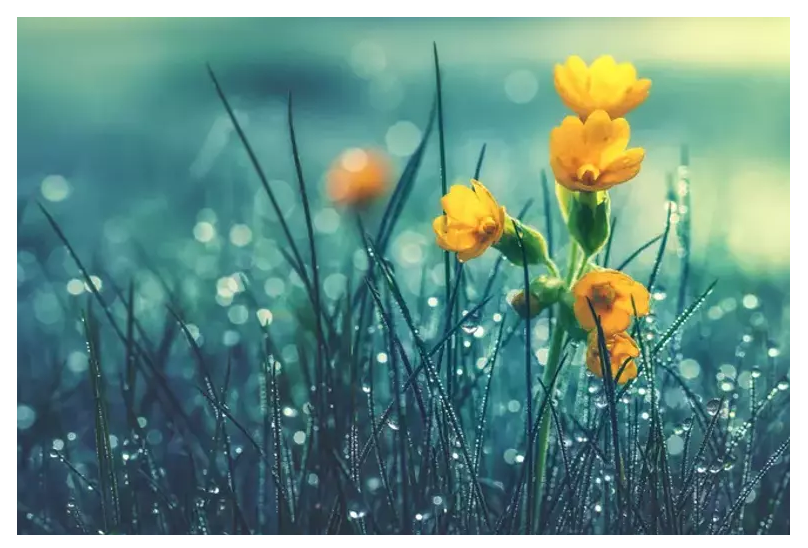 Nisan Ağlasın, Mayıs Gülsün…