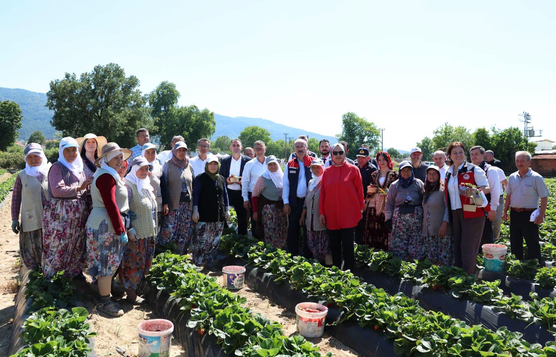YENİCE’DE ÇİLEK HASADI ŞENLİĞİ YAPILDI