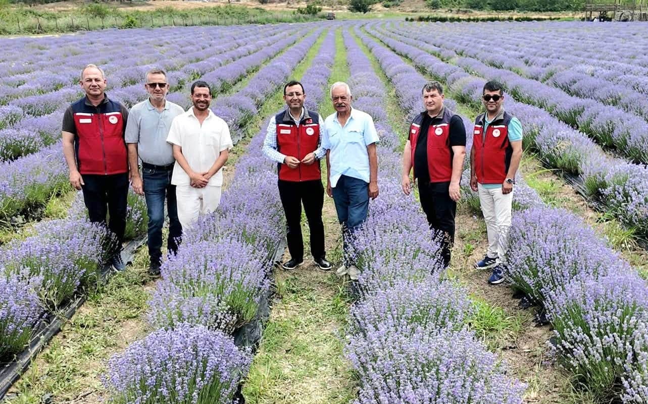 İKİ BİN 200 DÖNÜM LAVANTA ÜRETİMİ İLE SEKİZİNCİ SIRADAYIZ