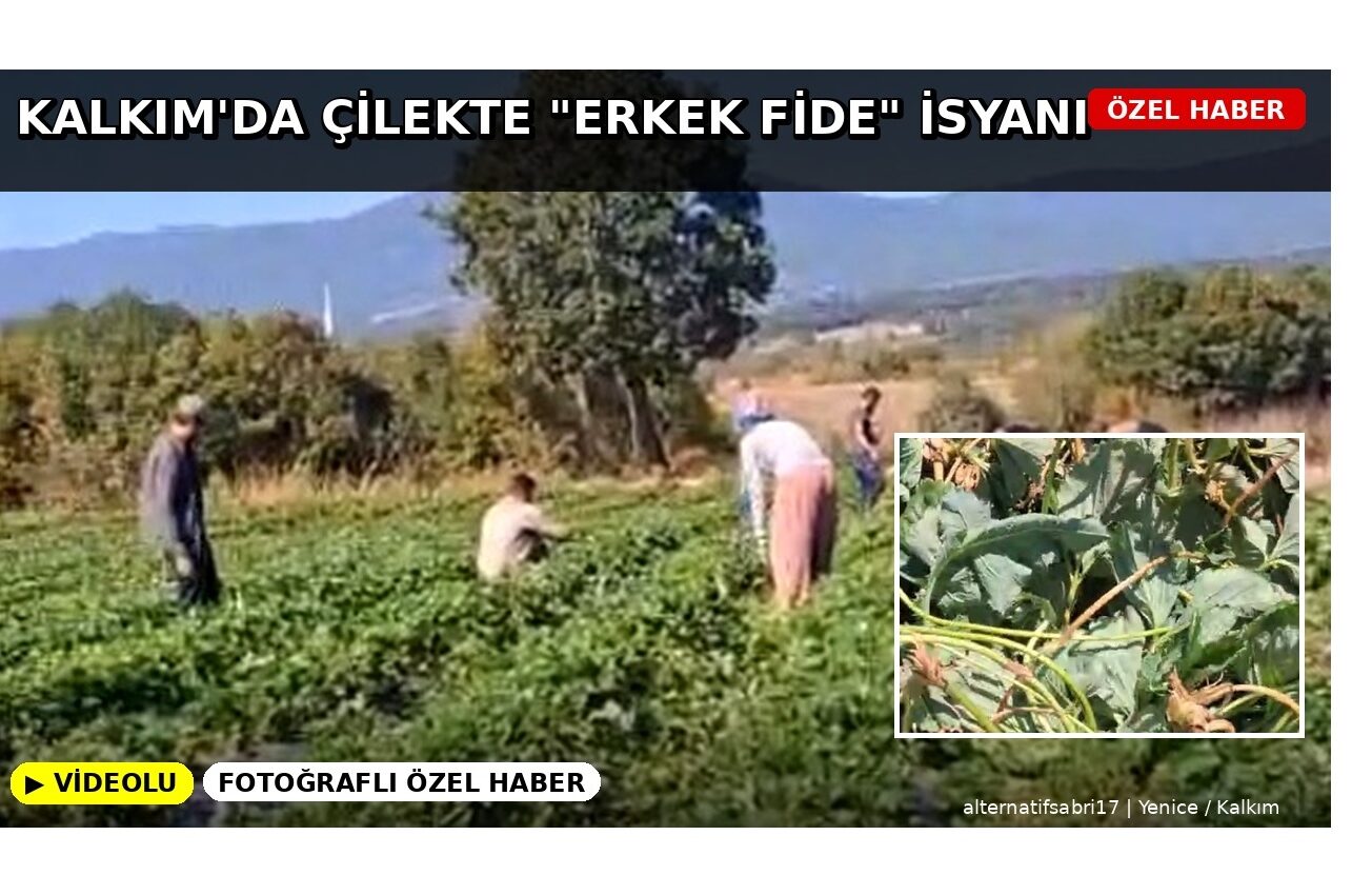 KALKIM’DA ÇİLEKTE “ERKEK FİDE” İSYANI